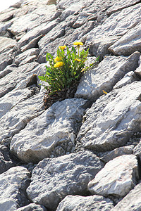 发电厂岩石生活环境园艺石头黑色白色生长叶子植物背景图片
