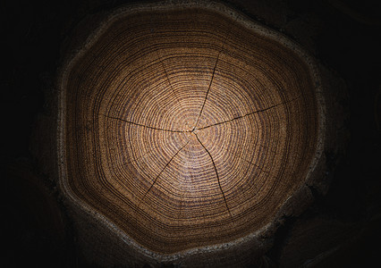 端粒带有裂缝和年轮的端切木树截面的特写宏观视图 具有破裂和粗糙表面的天然有机质地 带年轮的平坦木质表面背景