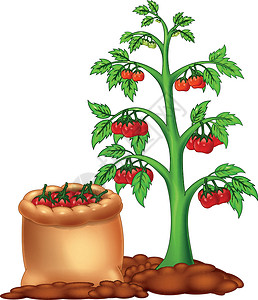 番茄树和番茄卡通片插画