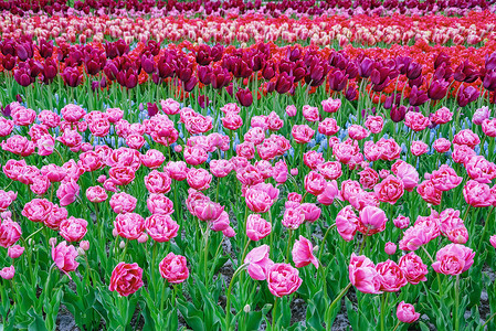 花园的郁金香花朵园林绿化植物公园园艺植物园环境植物学季节花坛背景图片