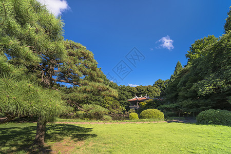 台湾馆京哥乐台木头叶子树叶太阳王朝植物传统历史性代代木树木背景图片