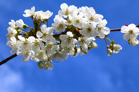 梨花枝素材春天的樱花花园阳光晴天梨树花海明信片白花花枝太阳植物背景