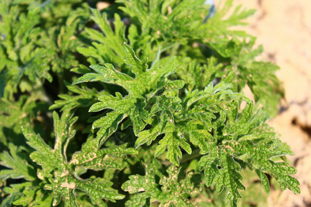 花园中母亲的田地树叶草药唇形科药品植物心脏草本植物药草园香料益母草背景图片