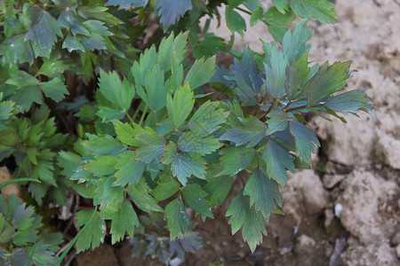 花园的恋情香料绿色左撇子植物背景图片