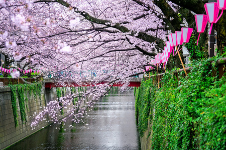 樱宿川赏花樱桃高清图片