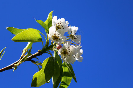 春天贺卡梨树的花朵植物问候语明信片蓝天花园花瓣晴天季节设计植物群背景