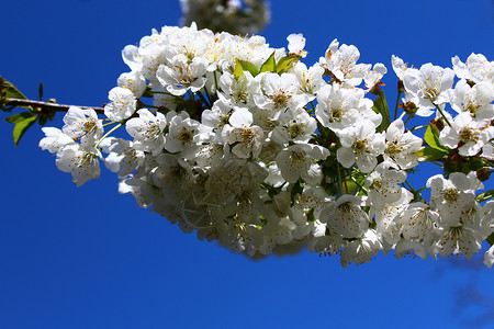 春天的樱花宏观天空问候花园设计明信片植物季节蓝色果树背景图片