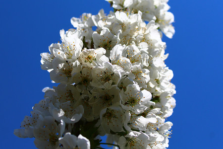 春天的樱花植物天空树枝季节花朵明信片设计花园晴天问候背景图片