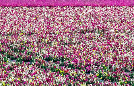 荷兰泽兰旅游城镇圣安纳兰 园艺背景的盛开花床高清图片