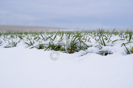 冷冷地麦田在冬季被雪覆盖 冬小麦 绿草如茵 雪下的草坪 在寒冷中收获 为面包种植粮食作物 与庄稼文化的农业过程农田蓝色地平线季节晴天土背景