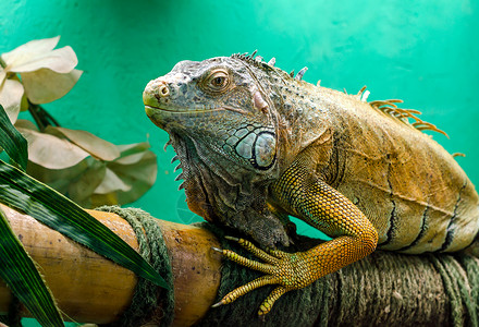 绿背景的大蜥蜴 紧贴近身眼睛捕食者蜥蜴情调皮革爬虫绿色热带皮肤异国背景图片