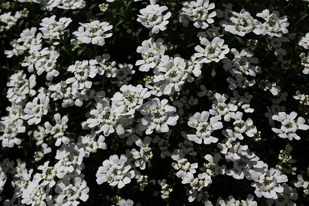 春时的甜和花海装饰季节背景花卉季节性时间花朵花园植物群背景图片