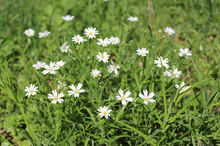 带白花的字段鲜花植物群场地白色矢量草地花园野花背景图片