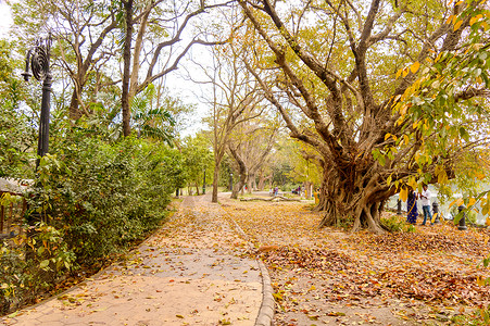 单行道美丽的秋天公园在夕阳的阳光下 春天覆盖着树木多色秋叶落叶的森林小路 湖区 加尔各答 西孟加拉邦 印度南亚太平洋地区 2020 年背景