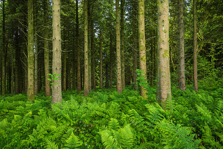 硬角林地树干针叶线条动物群树叶环境叶子木头树枝高清图片