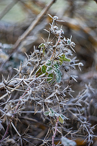 苏格兰国花蓟霜冻的花朵雾凇植物晴天国花树叶背景