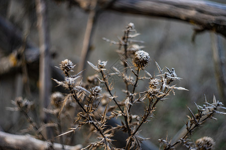 苏格兰国花蓟霜冻的花朵晴天植物树叶雾凇国花背景