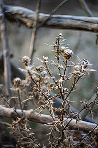苏格兰国花蓟霜冻的花朵晴天国花树叶雾凇植物背景