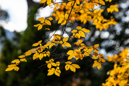 树上的黄黄色秋叶卡片花园黄色叶子树叶公园背景图片