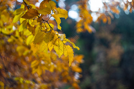 树上的黄黄色秋叶卡片花园叶子公园黄色树叶背景图片