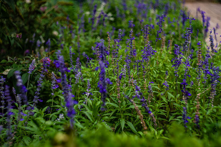 美丽的蓝色鲜花环境花园荒野叶子绿色情调公园植物异国背景图片