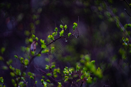 清晨绿叶露露卡片花园森林树叶植物绿色背景图片