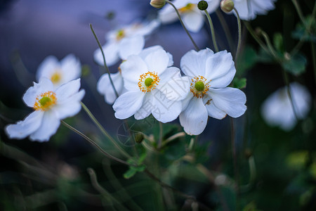 在户外盛开的白阿内蒙或尖青绿花花园公园海葵植物花瓣植物群季节白色花坛双花背景图片