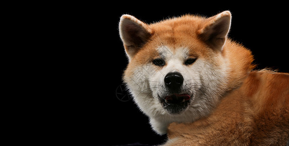 日本柴犬黑背景前的木板上的狗画像小狗犬类宠物柴犬棕色动物黑色红色耳朵乐趣背景