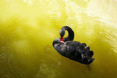 水中黑天鹅绿水中的黑天鹅游泳公园动物园羽毛翅膀花园动物野生动物天堂家禽背景