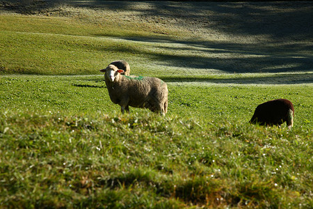 在瑞士的山地农田上放牧的绵羊草地农民土地爬坡牧场山谷风景农场农村范围背景图片