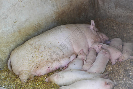 母猪喂养她许多小猪 教育农场背景图片