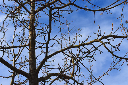 冬花树背景图片