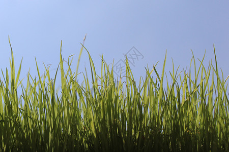 在无云的绿色天空前面的草原上植物背景天气草地生长场地花园背景图片