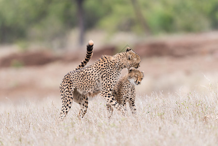 母豹Cheetah 播放肖像小动物野生动物食肉婴儿哺乳动物猎豹荒野力量马赛栖息地背景