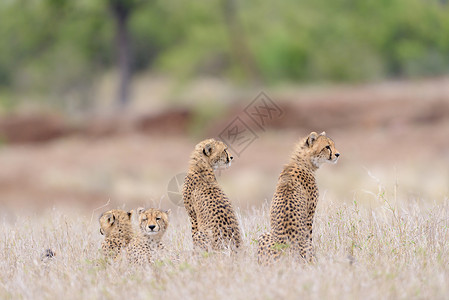 国家有力量Cheetah家族肖像食肉小动物野生动物婴儿马赛动物后代爬坡栖息地猎豹背景