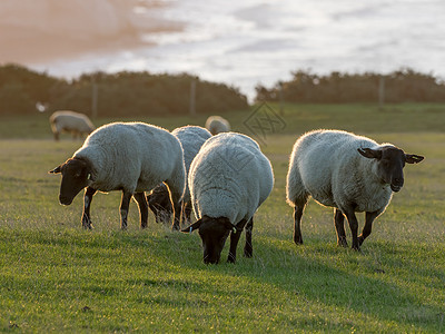 南唐斯日出时的背光哺乳动物农村农场动物女性母羊养羊业避风港品种背景