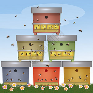 蜜蜂蜂蜂窝插图图片