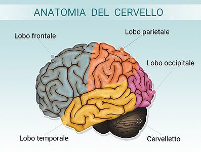 大脑解剖图科学神经裂片心理学药品学习学家小脑插图智力背景图片