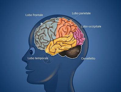 大脑解剖图记忆功能插图心理学学习头脑智力神经疾病枕骨背景图片