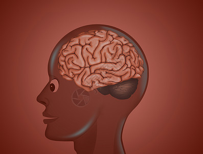 脑袋疾病插图小脑头脑心理学半球癌症大脑功能记忆背景图片