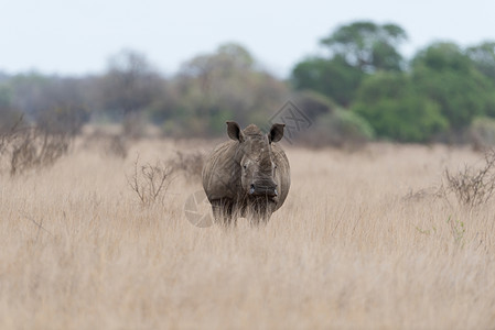 野外的白犀牛犀牛哺乳动物婴儿动物物种栖息地濒危牛角母亲小牛背景图片