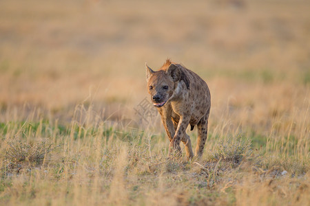 非洲野外的土狼公园食肉猎人哺乳动物鬣狗荒野动物捕食者棕色野生动物背景图片