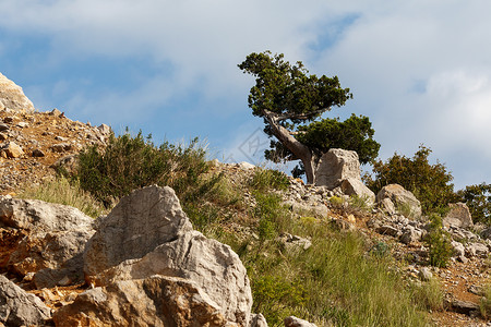 孤单的树 在岩石中的孤独的树 在天上对着天空背景图片