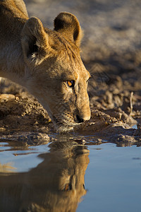 狮子饮用水狮子熊饮用水头发捕食者丛林家庭荒野狮子感情游戏小动物耳朵背景
