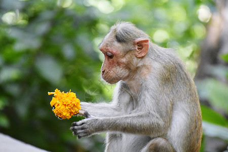 猴子在吃东西热带食物哺乳动物原始人丛林山脉公园晴天生活寺庙背景