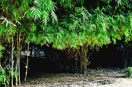 我的花园里的竹树阳光植物场景通道神社公园楼梯森林竹子风景背景图片