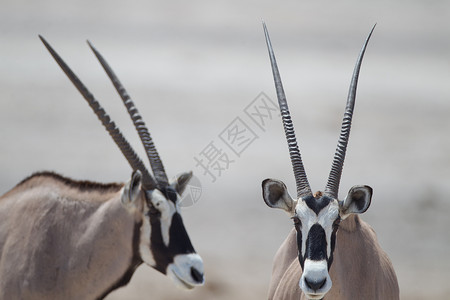 黑尼奥克斯博茨瓦纳羚羊高清图片