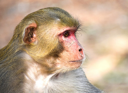 阿飘鬼脸表情包阿猴子小动物耳朵婴儿灭绝黑猩猩人猿划痕动物园公园生物背景
