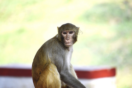 阿飘鬼脸表情包阿猴子哺乳动物公园鼻子模仿鬼脸灵长类生物人猿灭绝拥抱背景