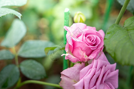 花园里的玫瑰花日光植物群绿色粉色花瓣树叶情人玫瑰背景图片